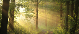 Forest Environment Sustainability